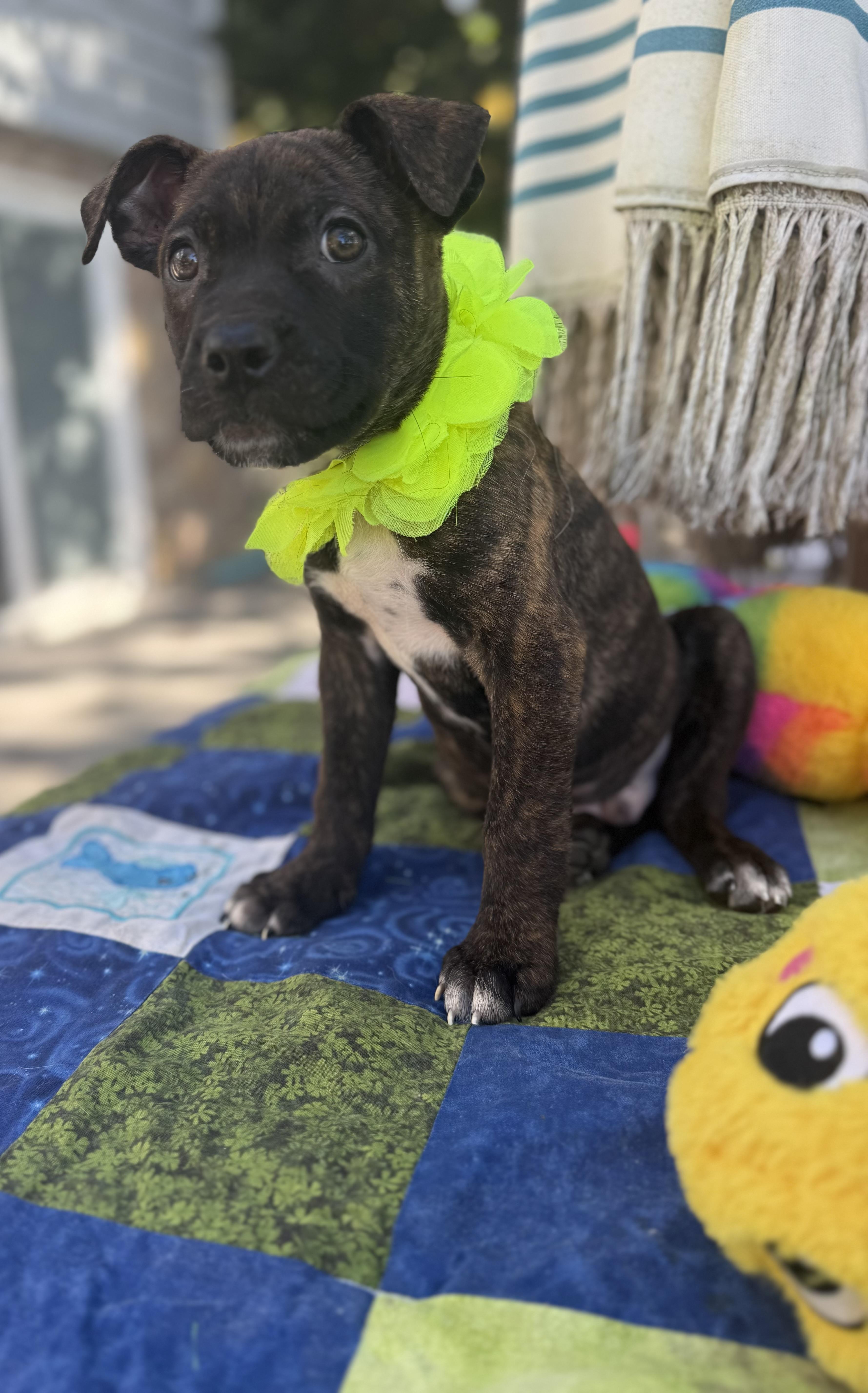 Enlarge Hershys, a Adoptable mixed breed in White Lake, MI image 3/5