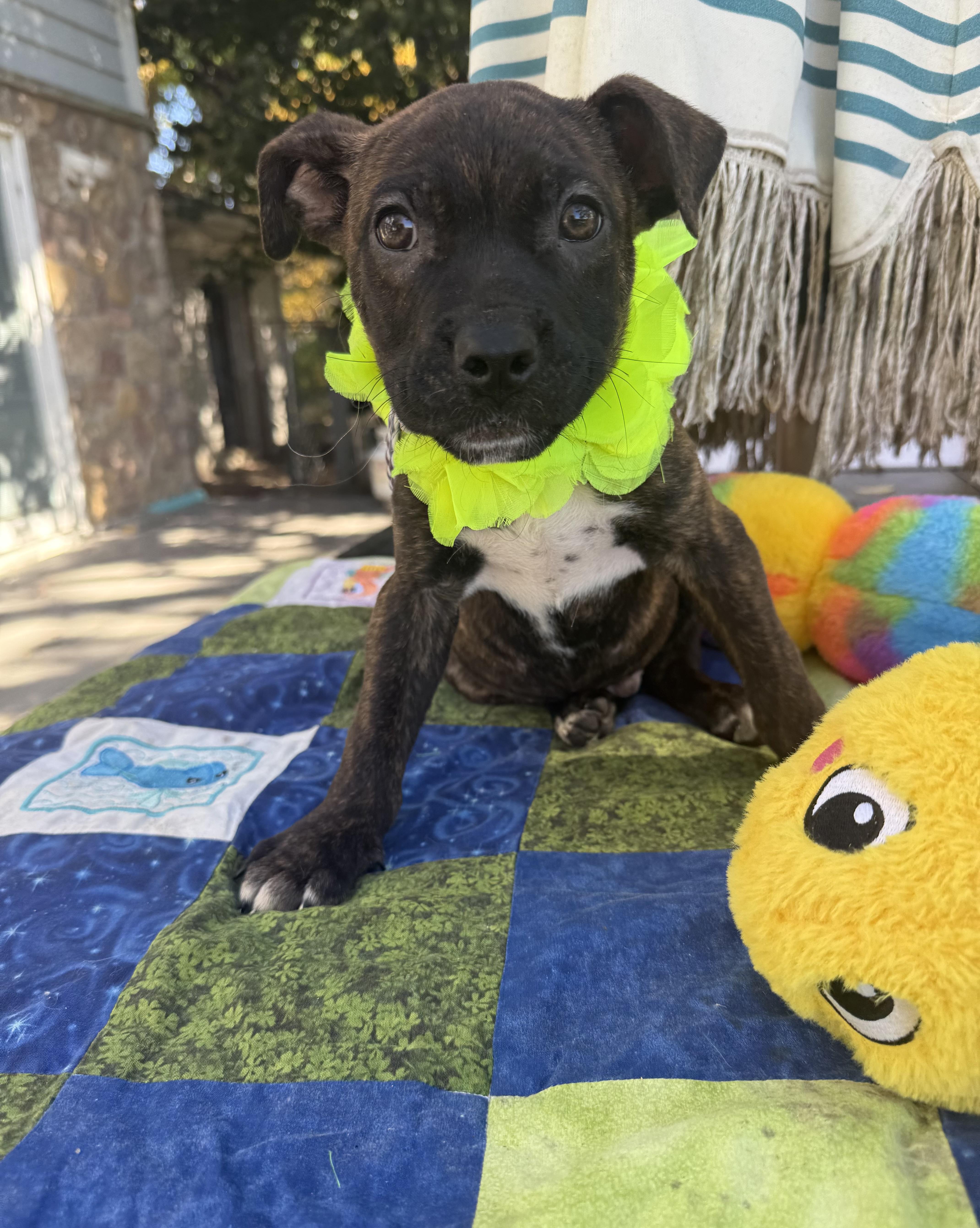 Enlarge Hershys, a Adoptable mixed breed in White Lake, MI image 4/5
