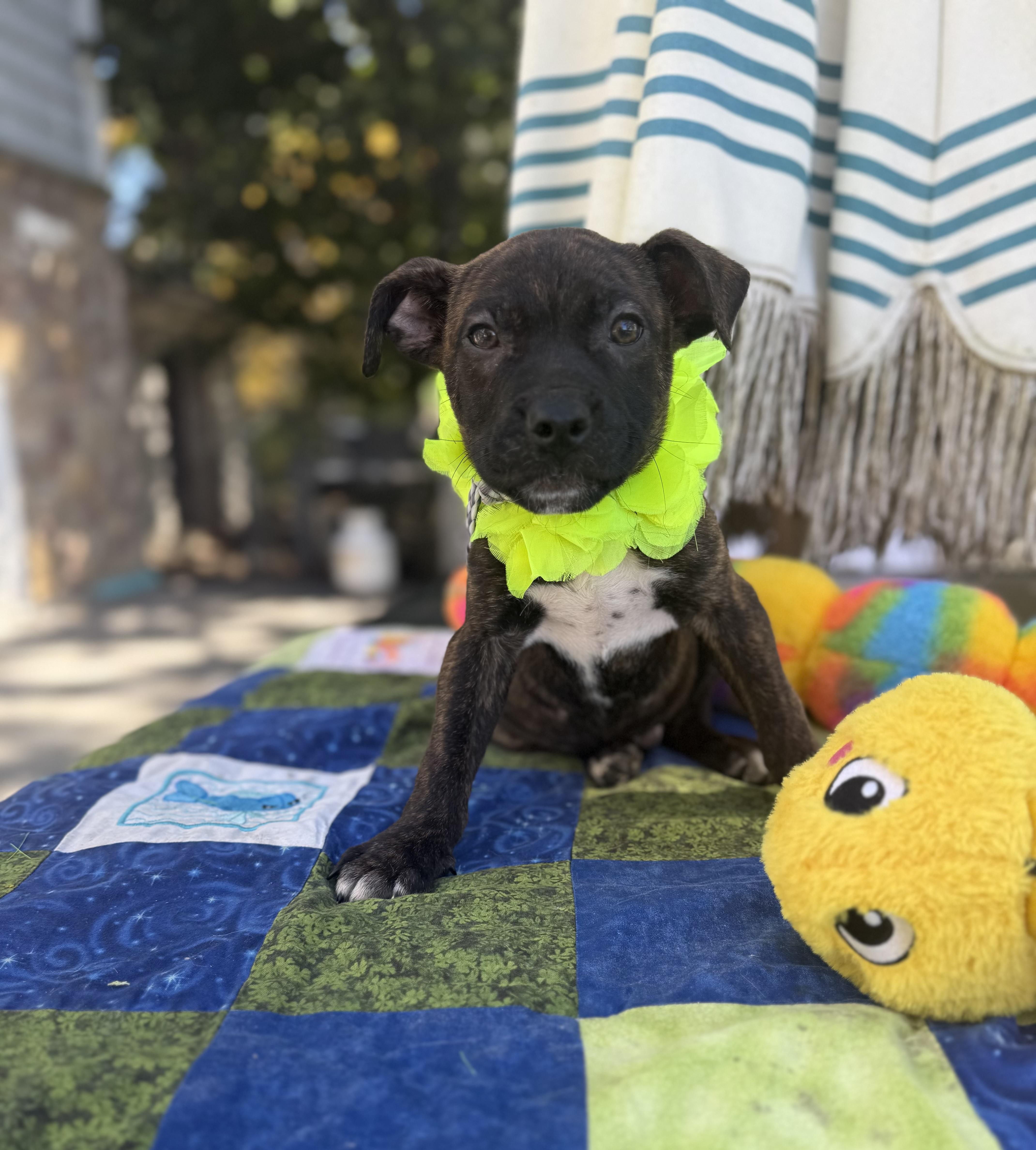 Hershys, Adoptable, Puppy Male Boxer & Labrador Retriever.