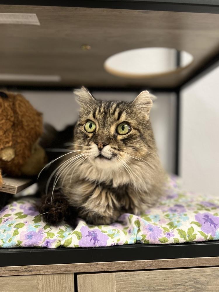 Miles, Adoptable, Senior Male Domestic Long Hair.