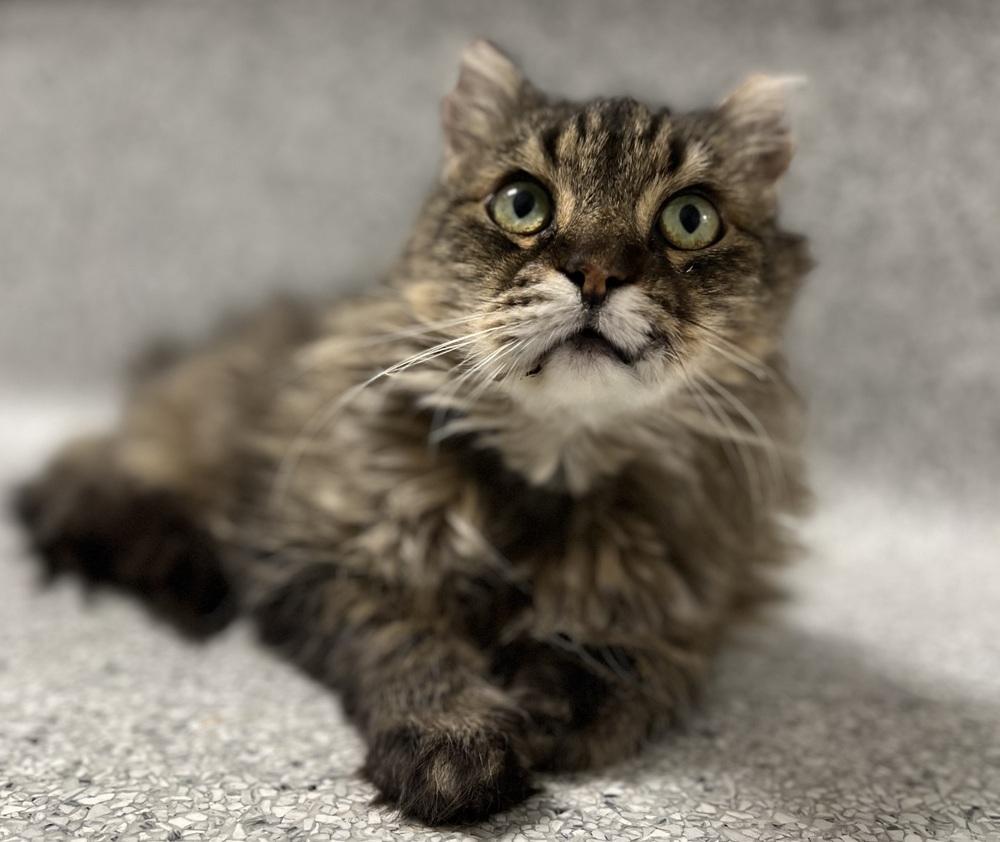 Enlarge Miles, a Adoptable mixed breed in Jamestown, CA image 2/6