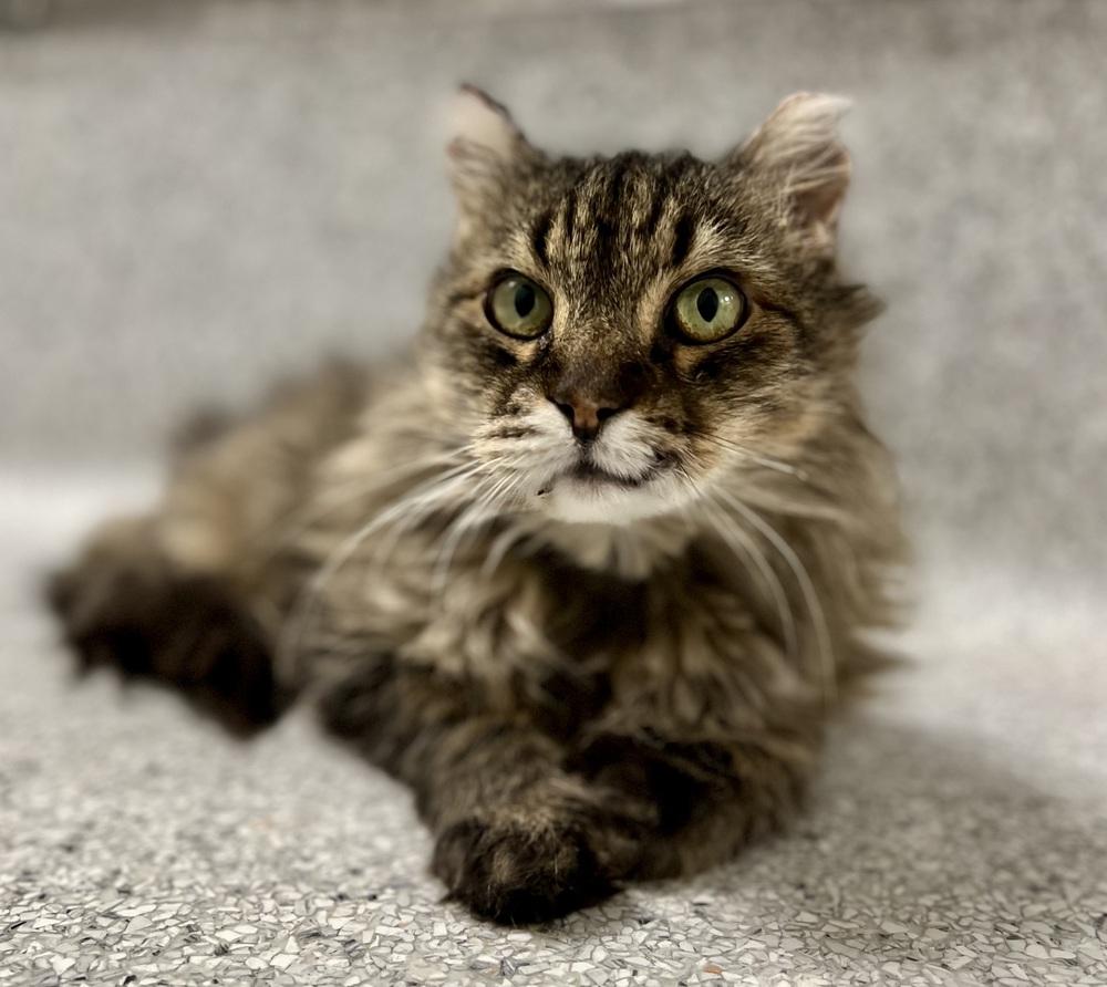 Enlarge Miles, a Adoptable mixed breed in Jamestown, CA image 4/6