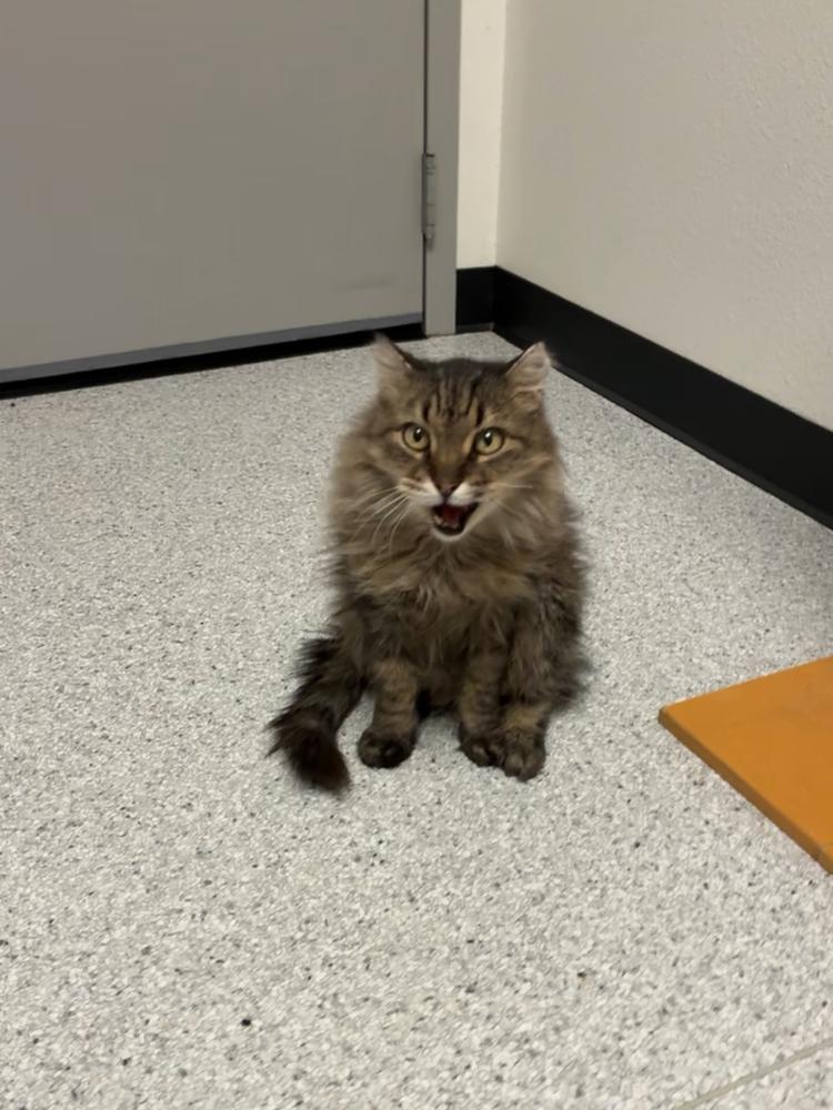 Miles — thumbnail 4