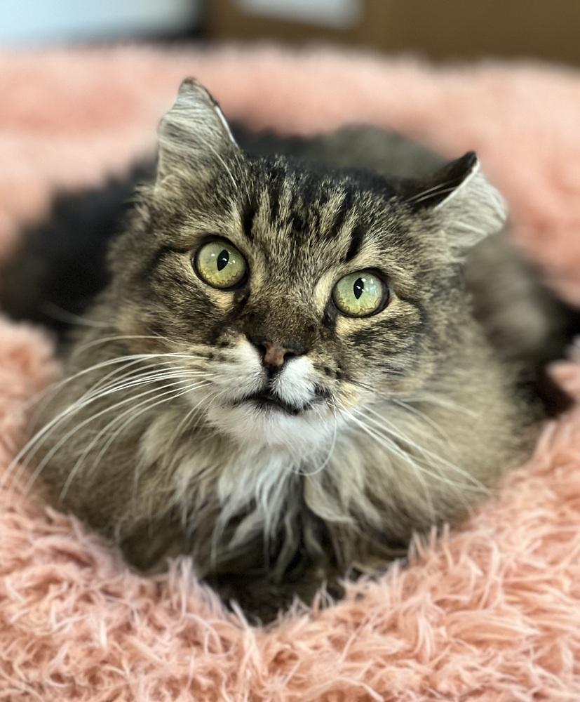 Enlarge Miles, a Adoptable mixed breed in Jamestown, CA image 1/6