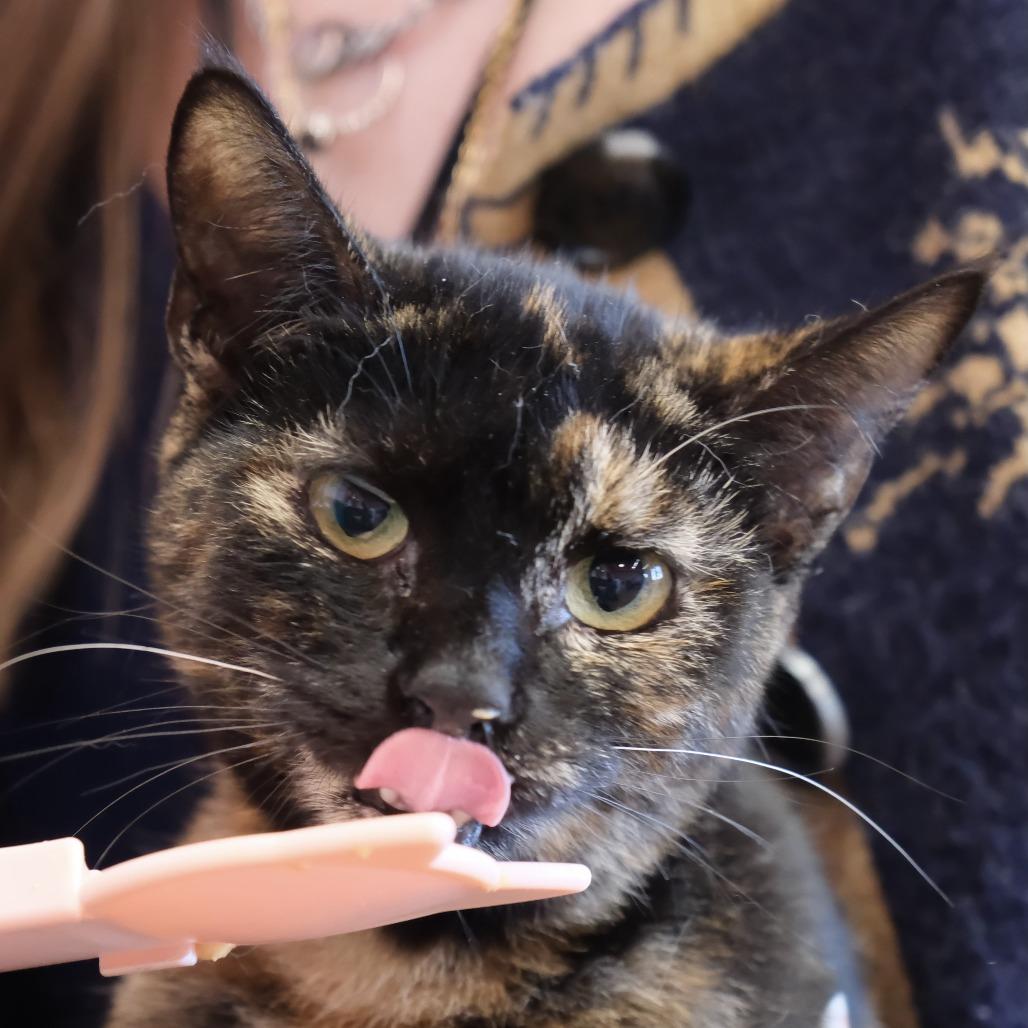 Enlarge Bridget, a Adoptable Domestic Short Hair in Morgan Hill, CA image 1/1