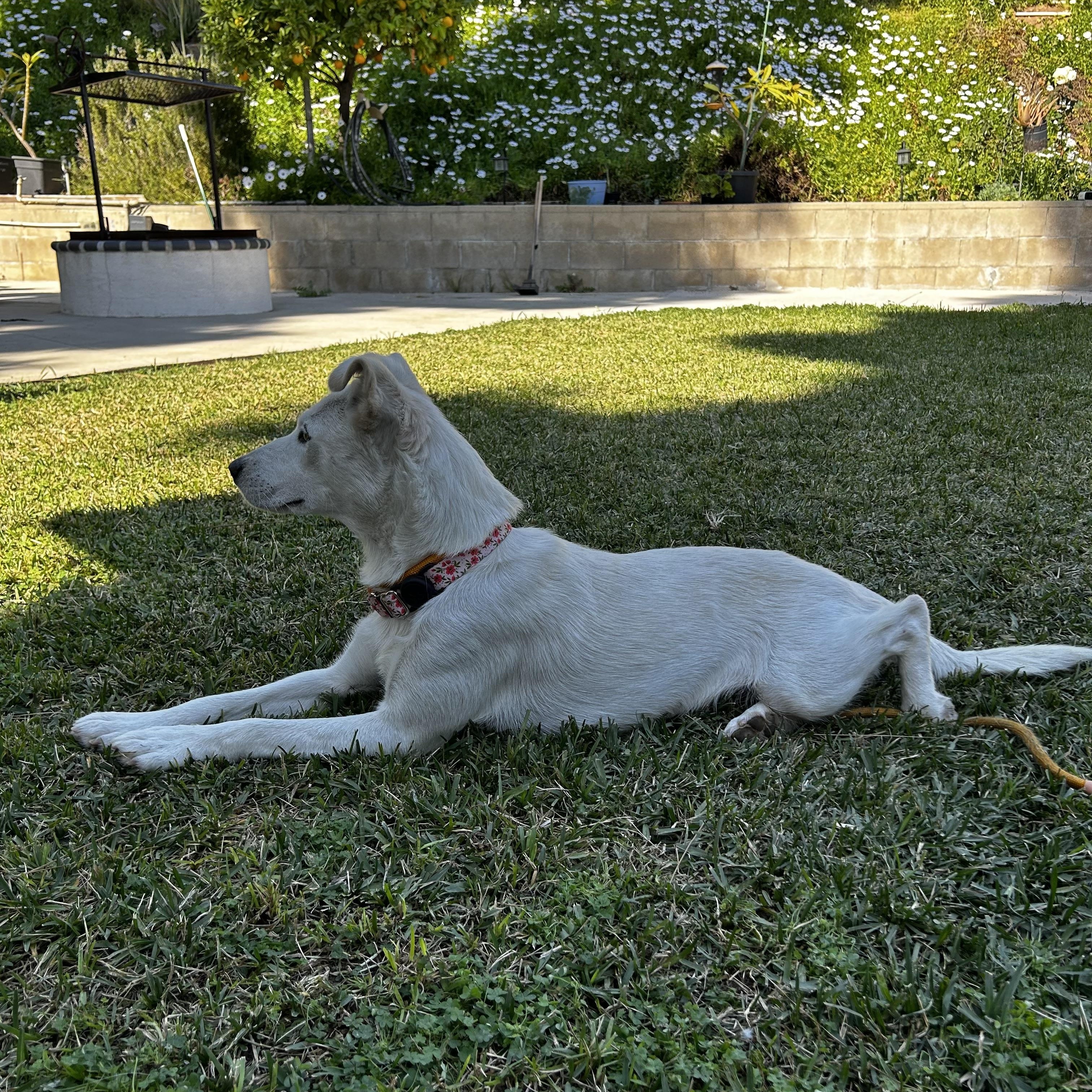Opal , a ADOPTABLE mixed breed in La Habra , CA image 2/6