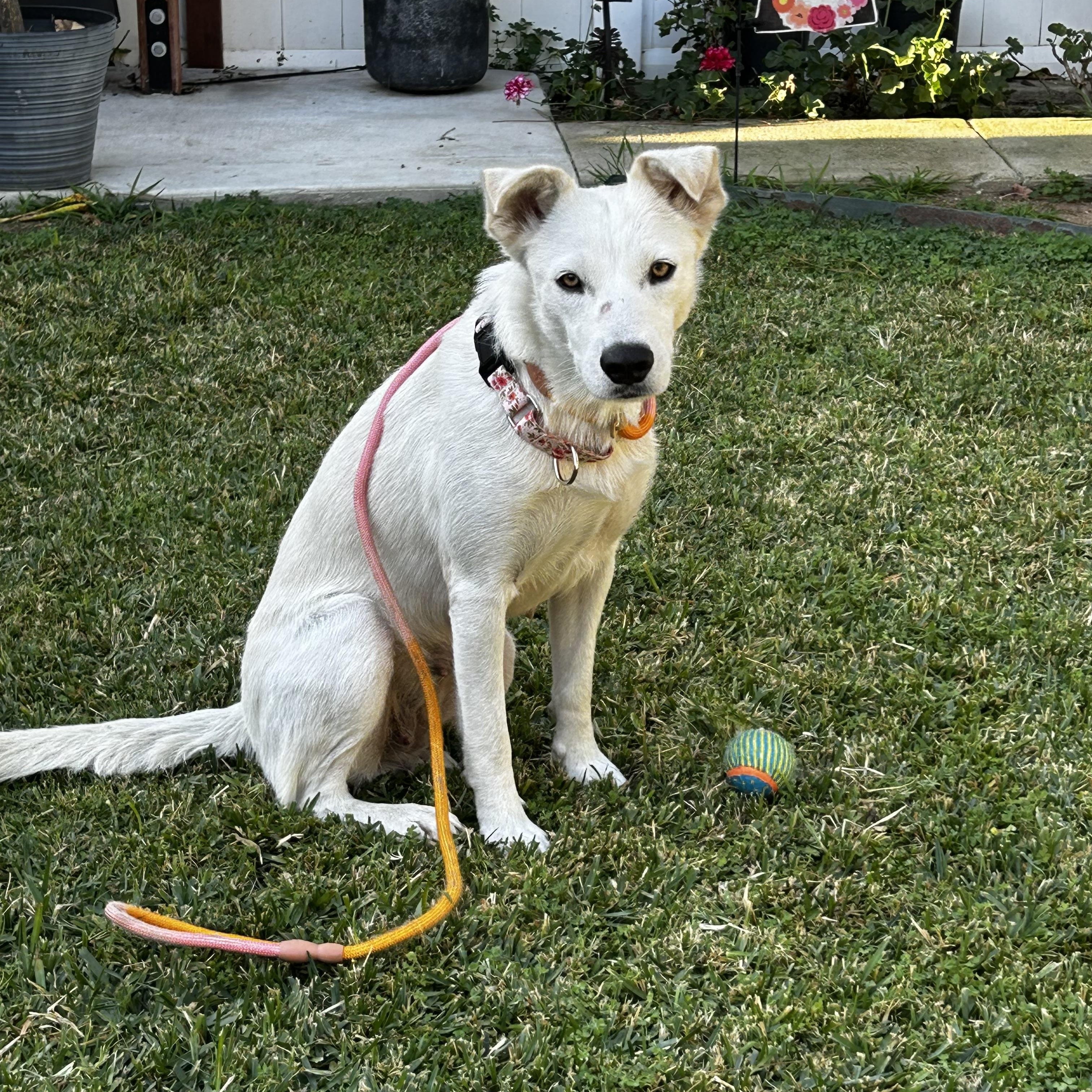 Opal , a ADOPTABLE mixed breed in La Habra , CA image 4/6