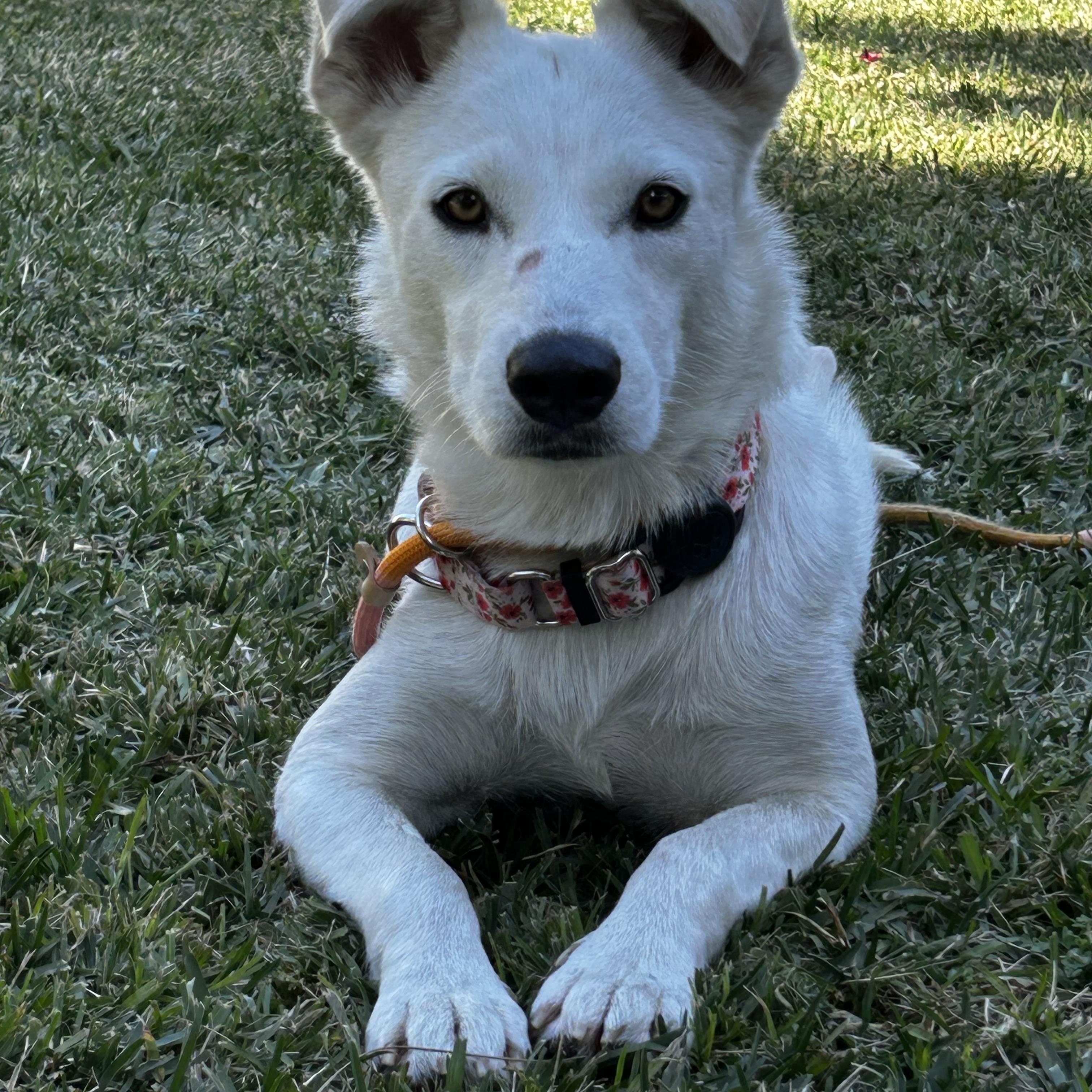 Opal , a ADOPTABLE mixed breed in La Habra , CA image 1/6