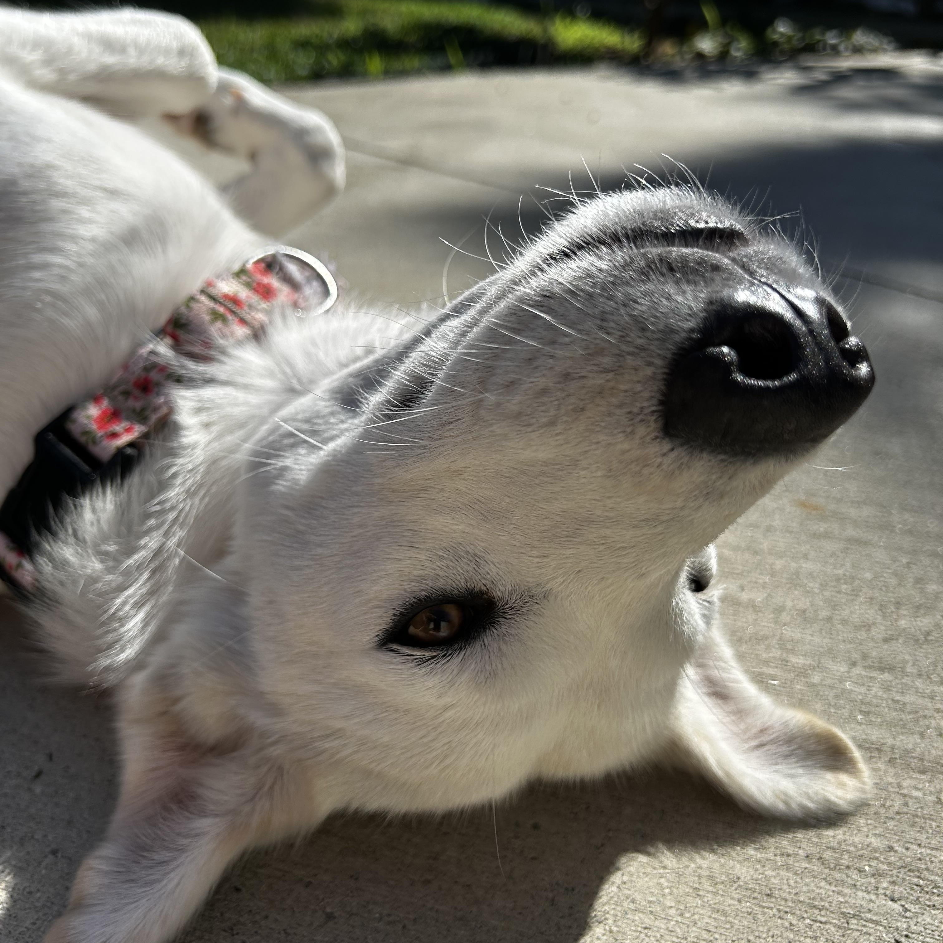 Opal , a ADOPTABLE mixed breed in La Habra , CA image 3/6