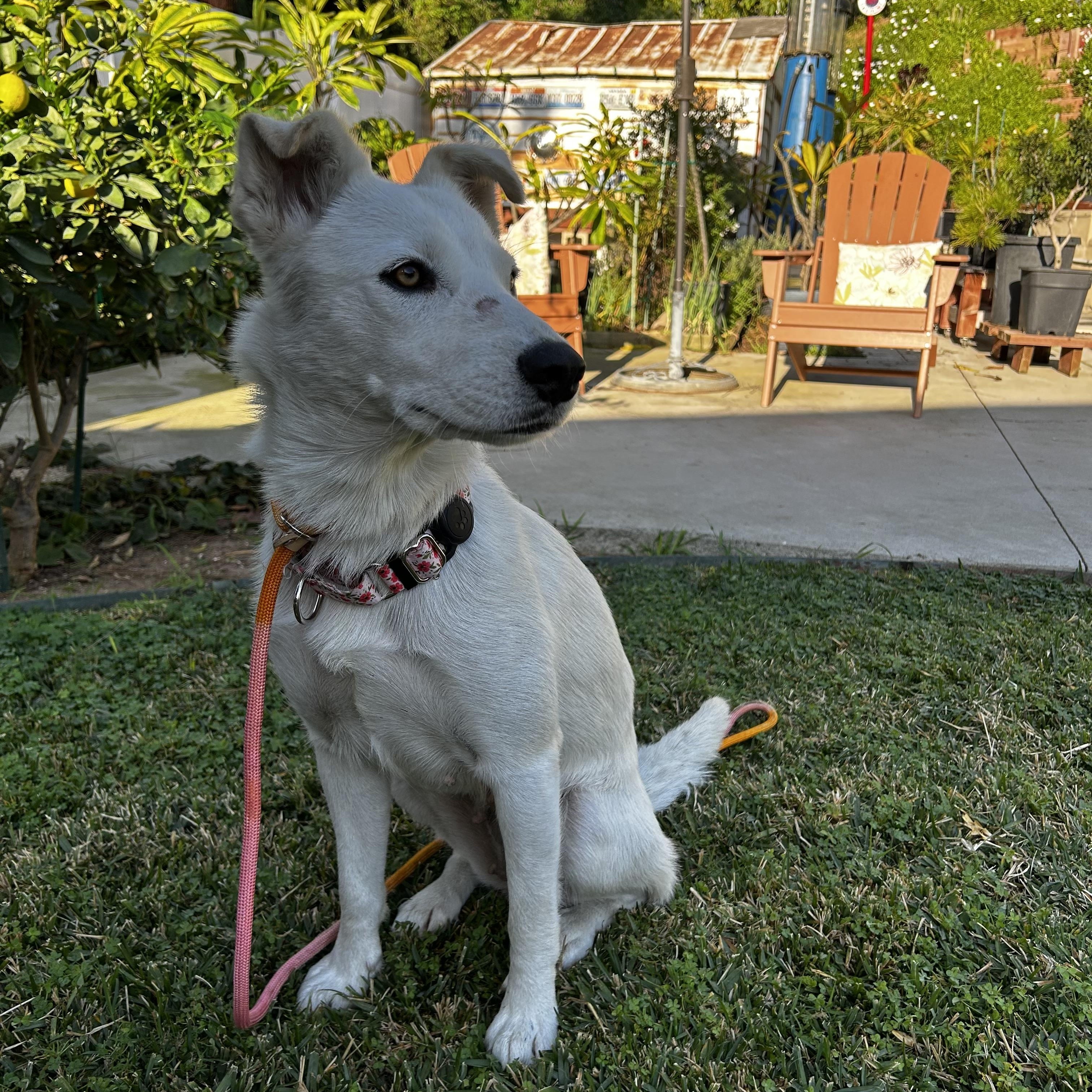 Opal , a ADOPTABLE mixed breed in La Habra , CA image 6/6