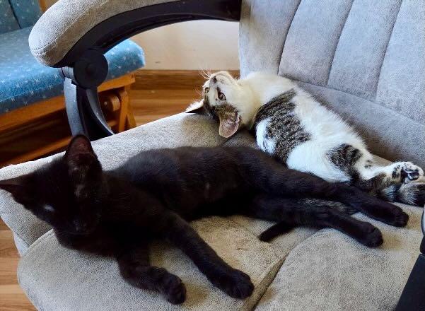 Ollie & Louie, Adopted, Kitten Male Domestic Short Hair & Tabby.