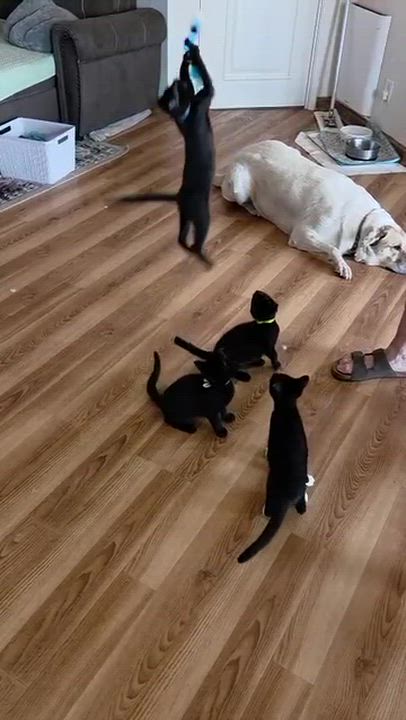 Enlarge Ollie & Louie, a Adopted mixed breed in Seattle, WA video 2/6