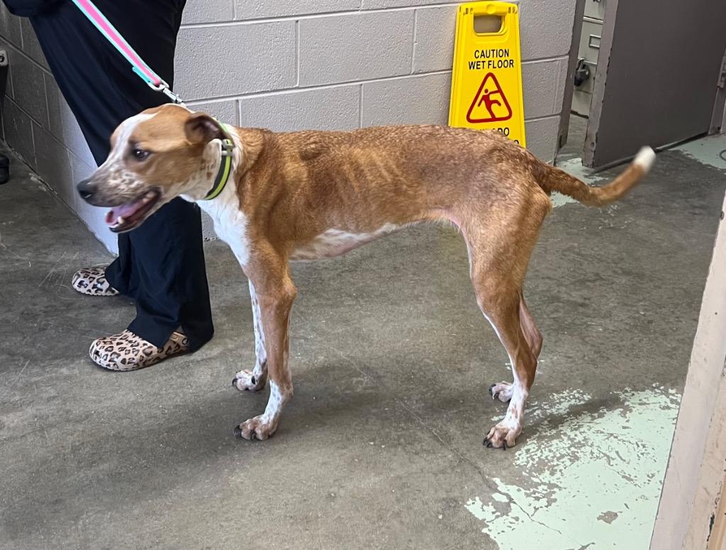 Enlarge Copper Man, a Adoptable Cattle Dog in Murray, KY image 1/2