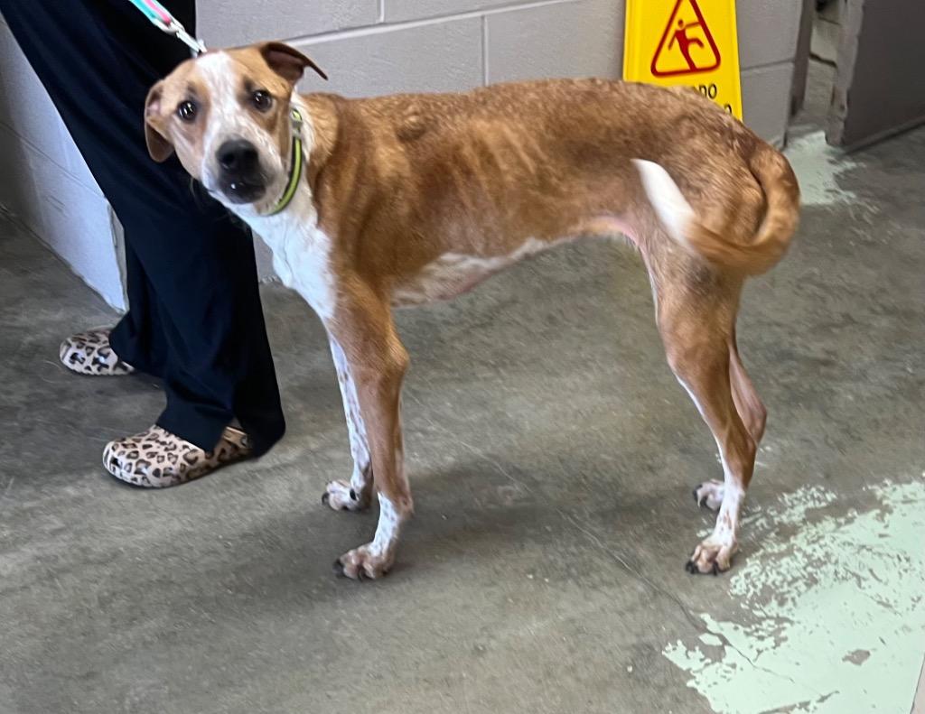 Enlarge Copper Man, a Adoptable Cattle Dog in Murray, KY image 2/2
