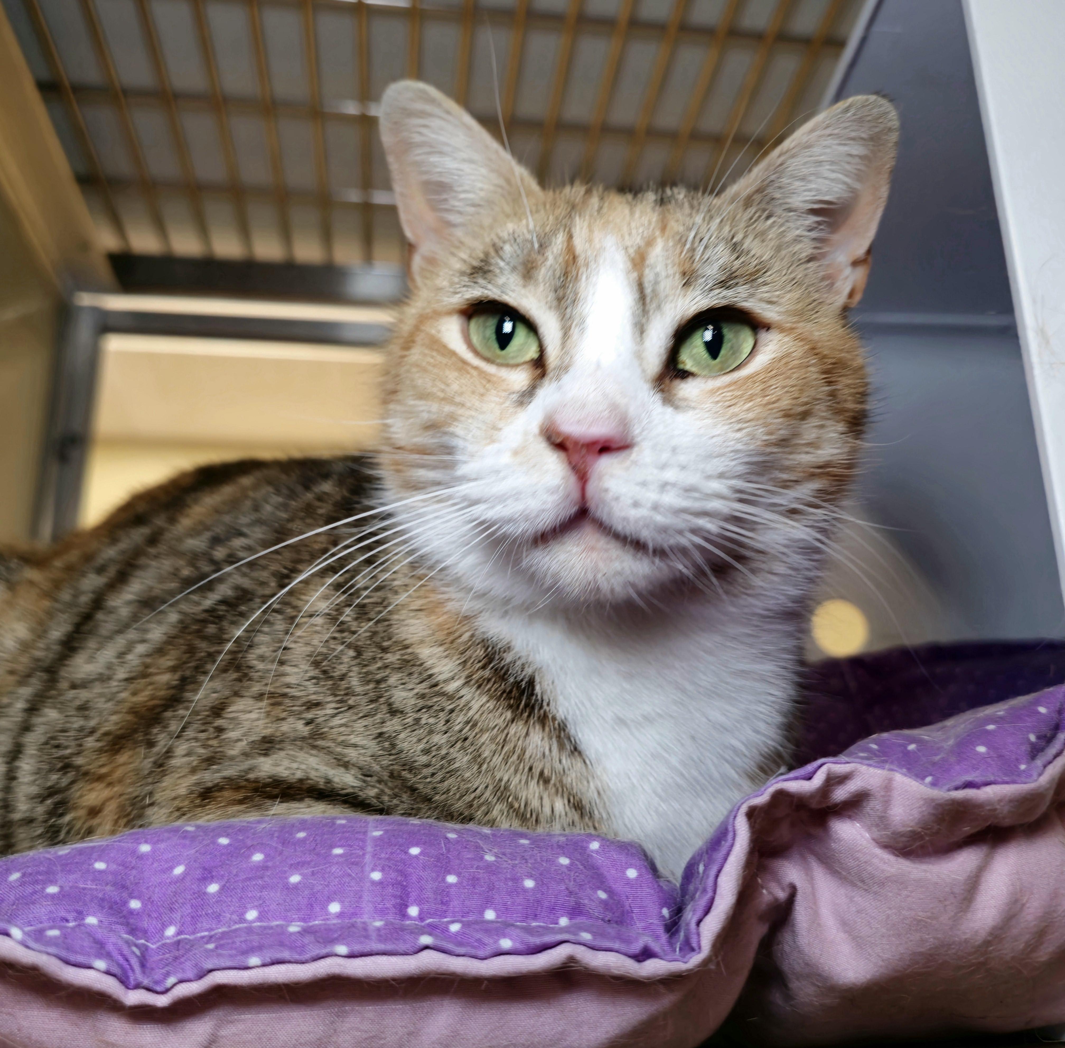 Renee - eligible for "foster to adopt" 4