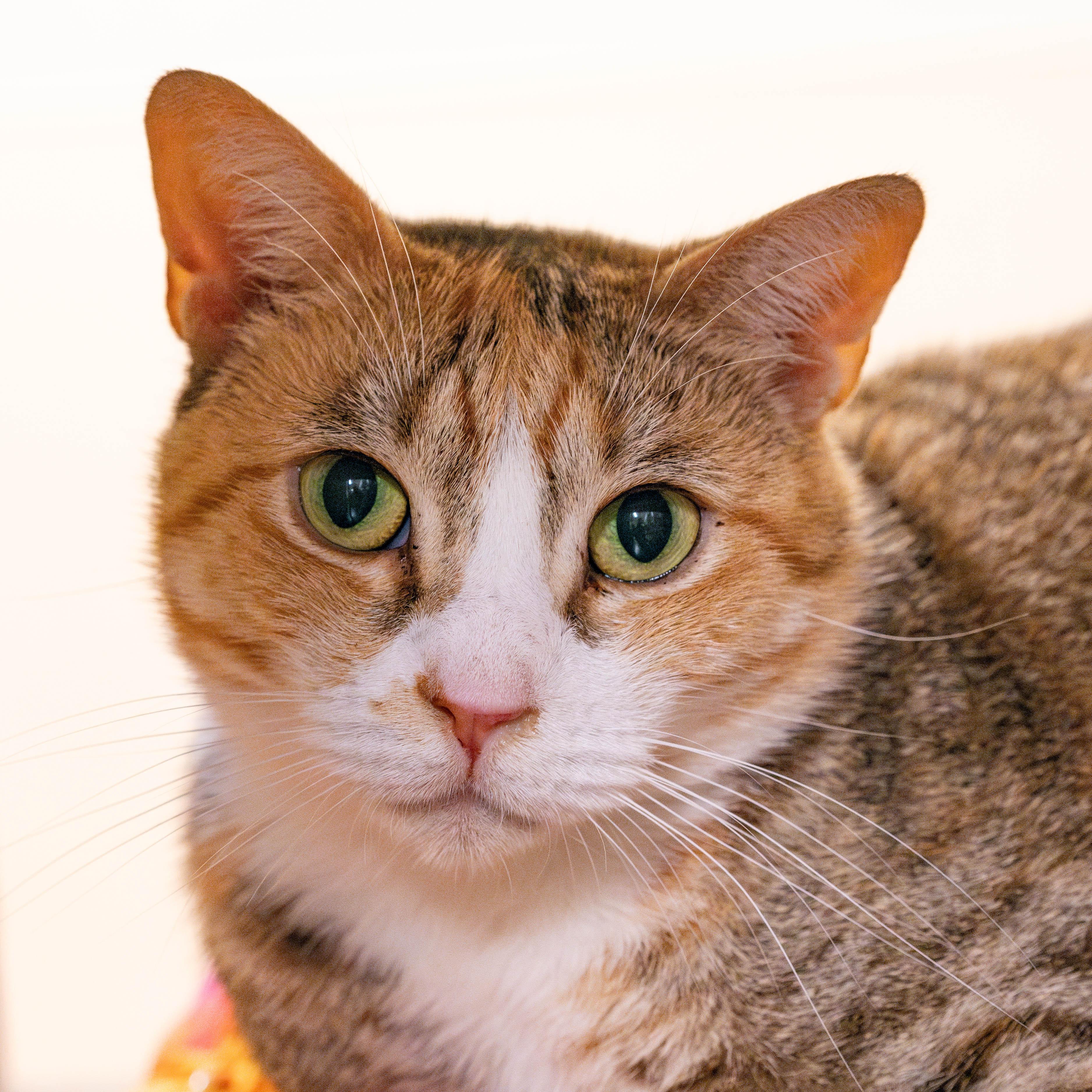 Renee - eligible for "foster to adopt"