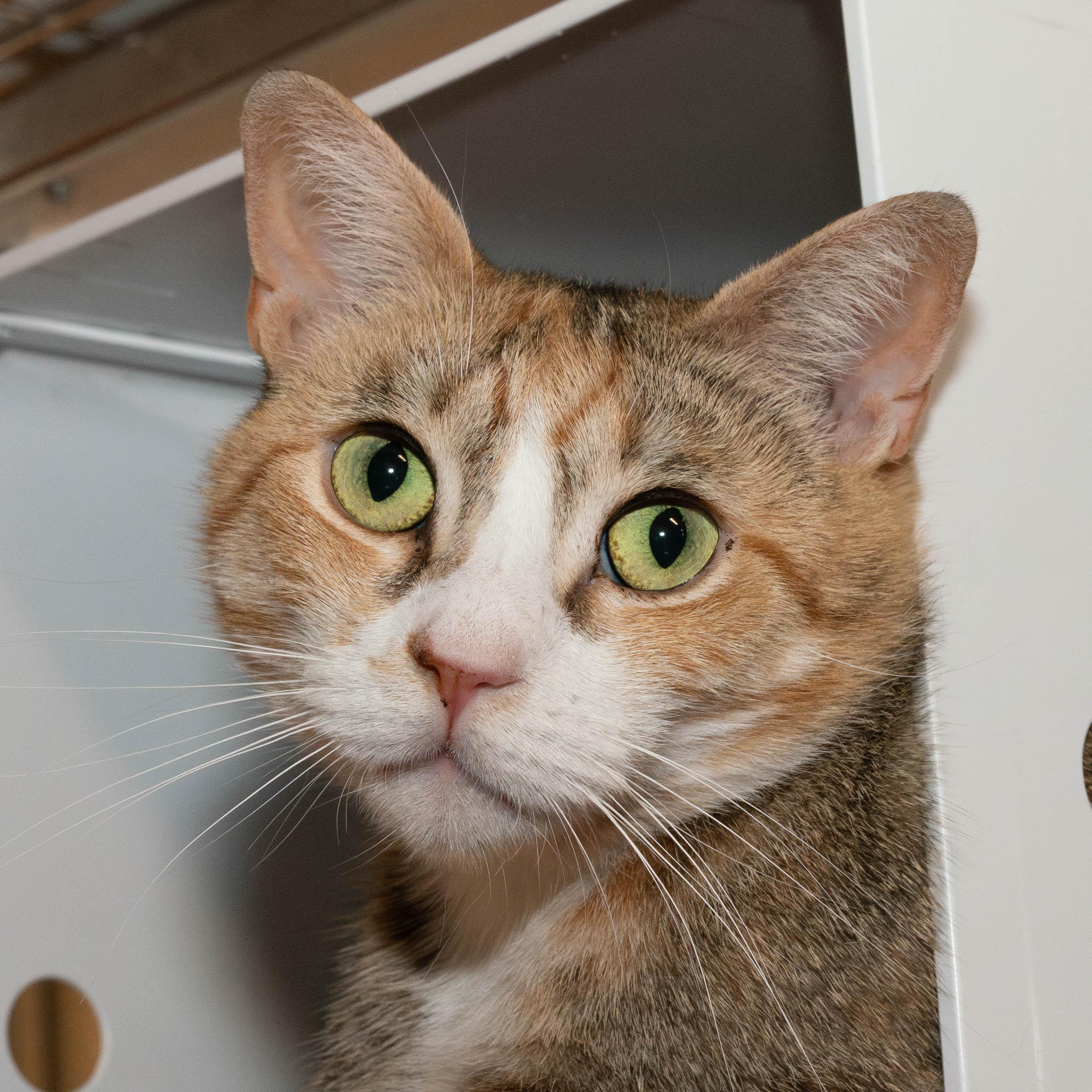 Renee - eligible for "foster to adopt" 2