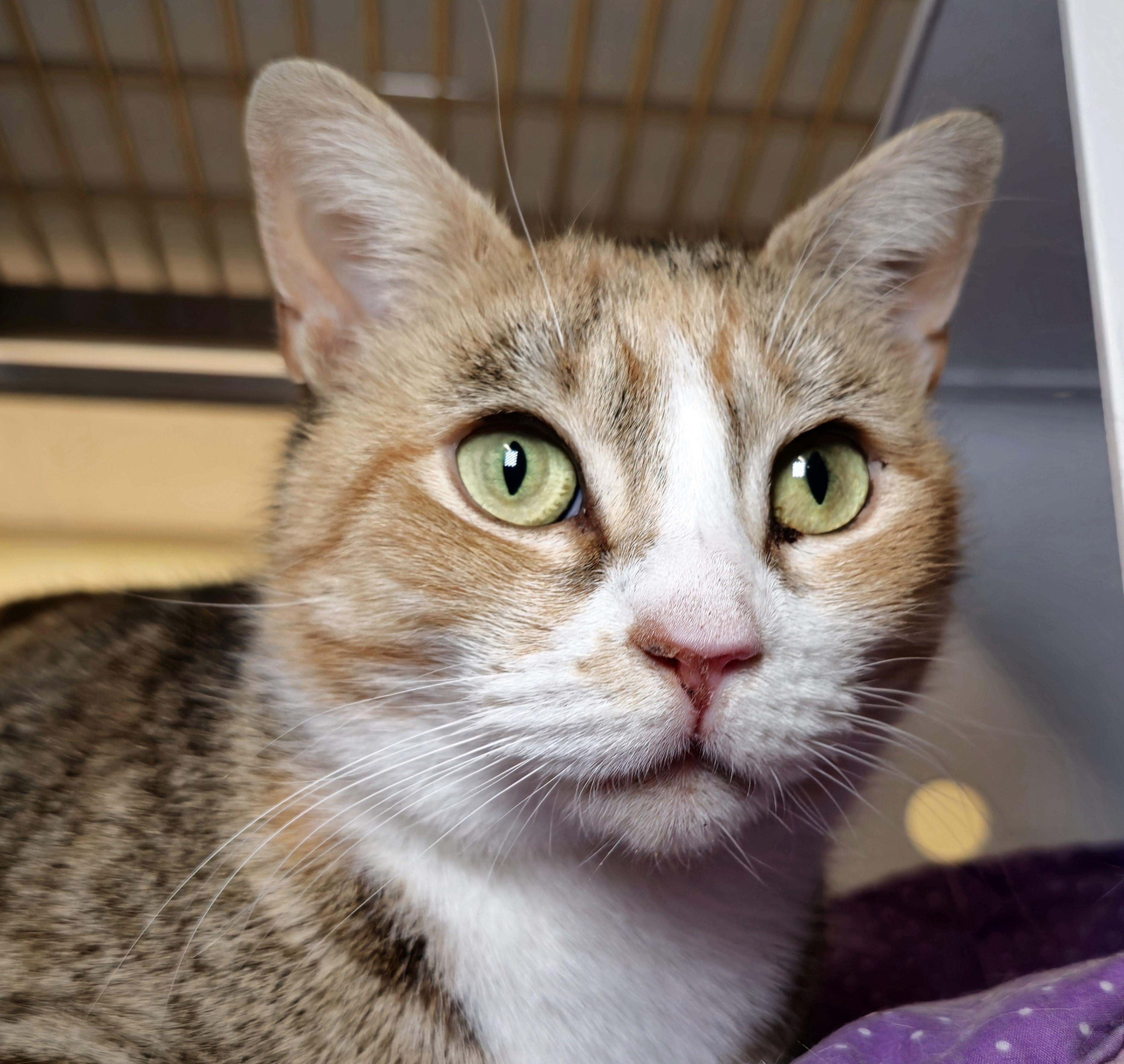 Renee - eligible for "foster to adopt" 5