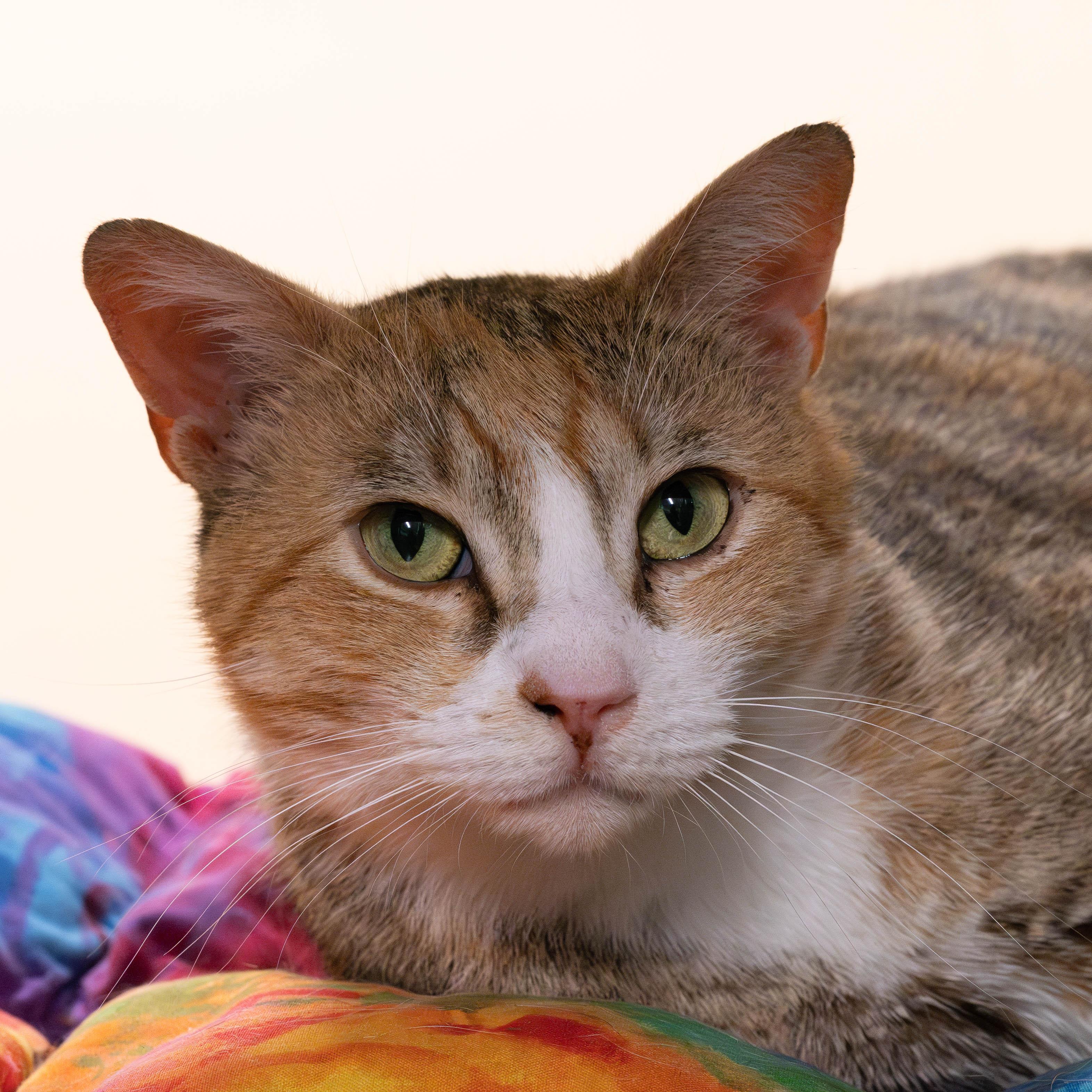 Renee - eligible for "foster to adopt" 3