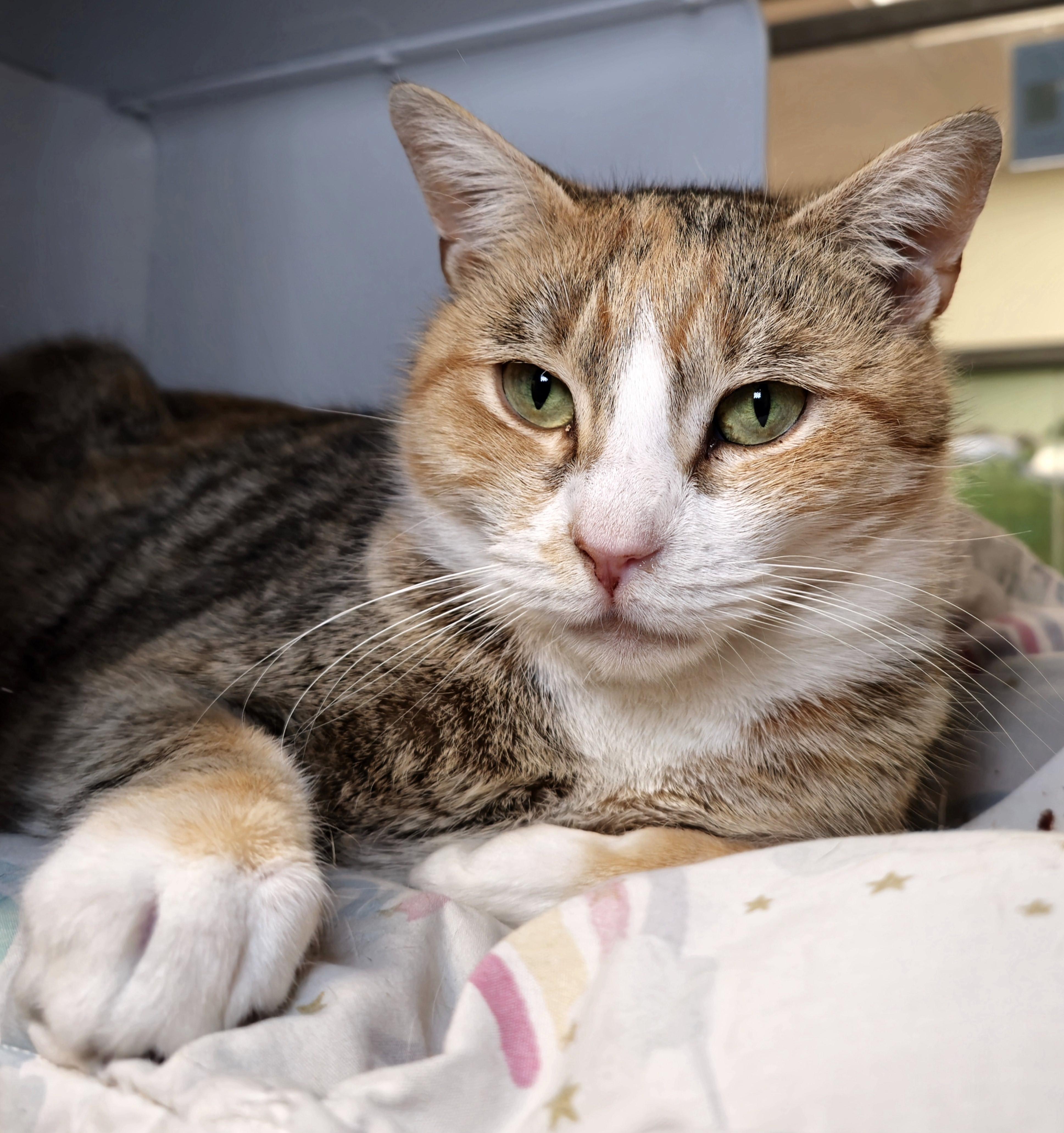 Renee - eligible for "foster to adopt" 6