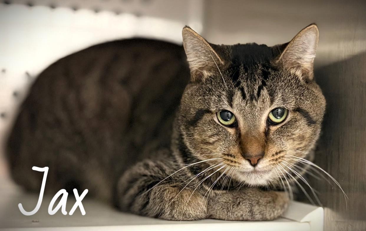 Jax, ADOPTABLE, Adult Male Domestic Short Hair.