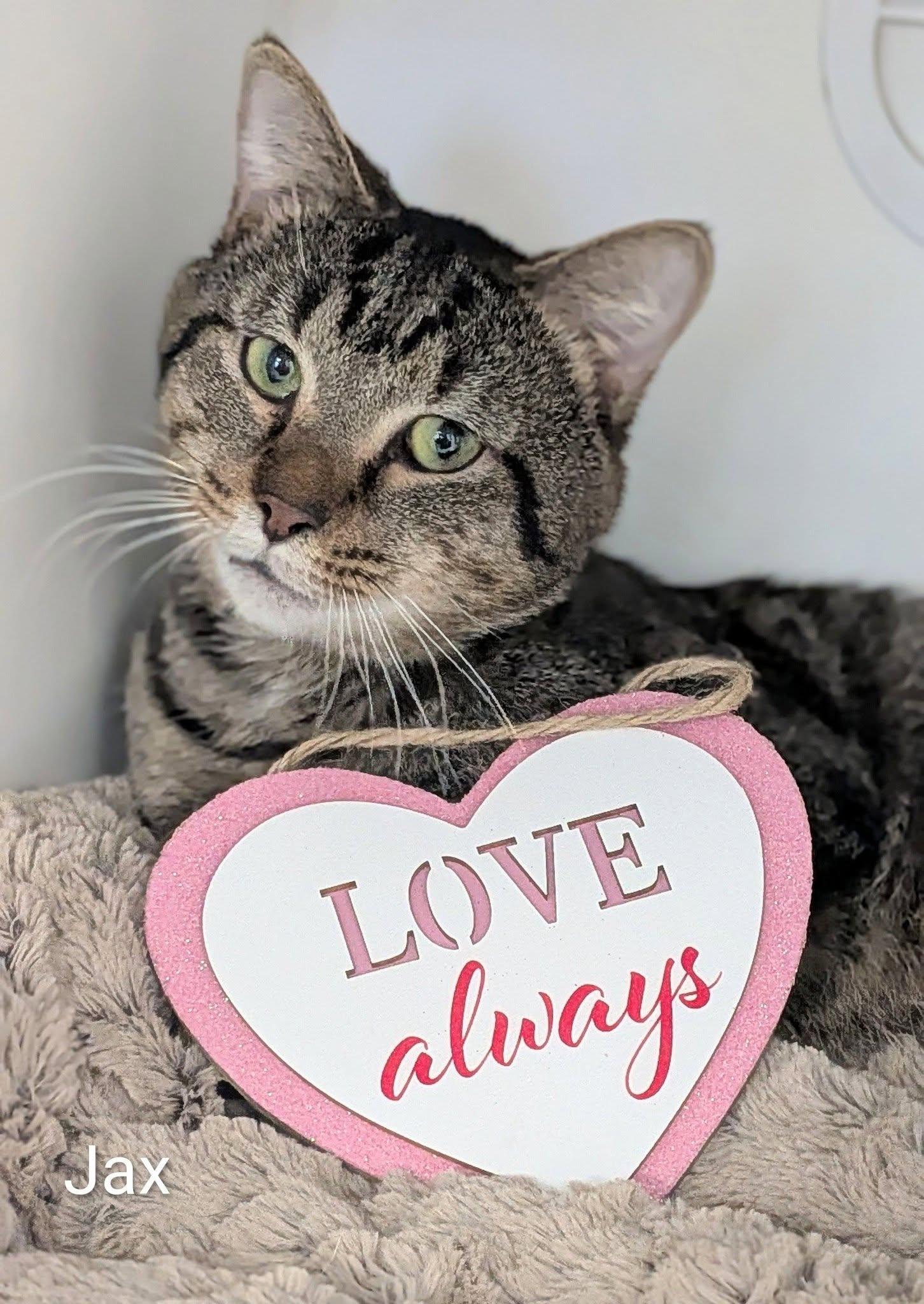 Enlarge Jax, an adopted Domestic Short Hair in Flint, MI image 1/1