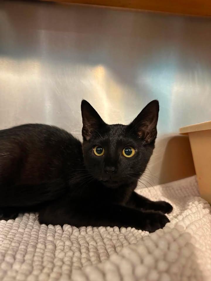 Pepper, adopted, Young Male Domestic Short Hair.