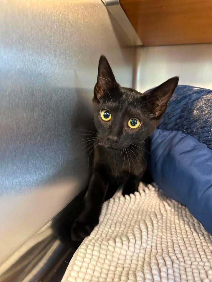 Pepper, an adopted Domestic Short Hair in Wilmington, NC image 2/2