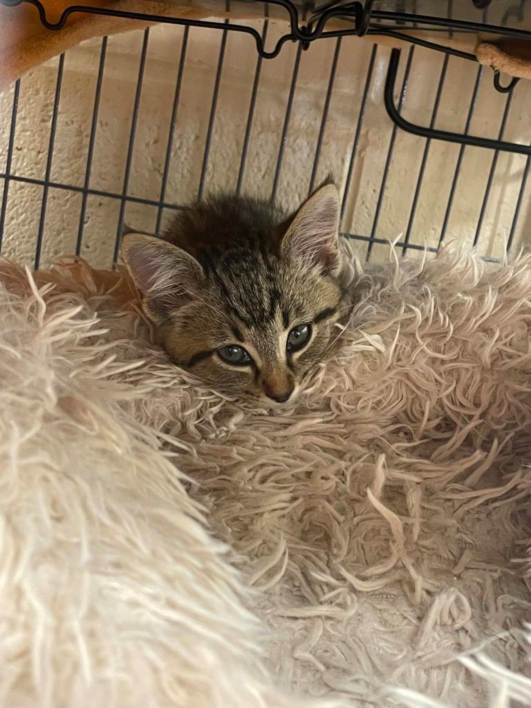 Vivi, Adoptable, Kitten Female Domestic Short Hair.
