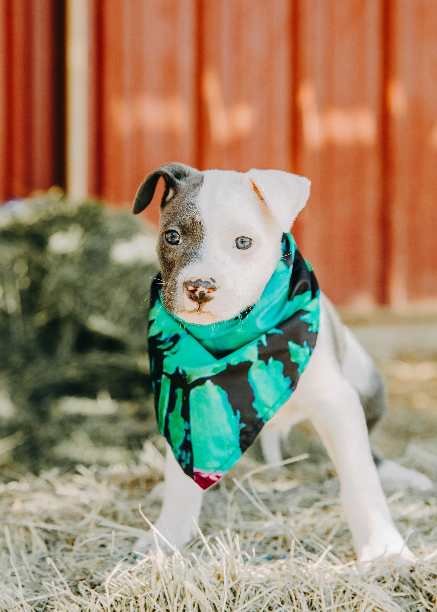 Enlarge Titus, an adopted mixed breed in Seguin, TX image 3/4