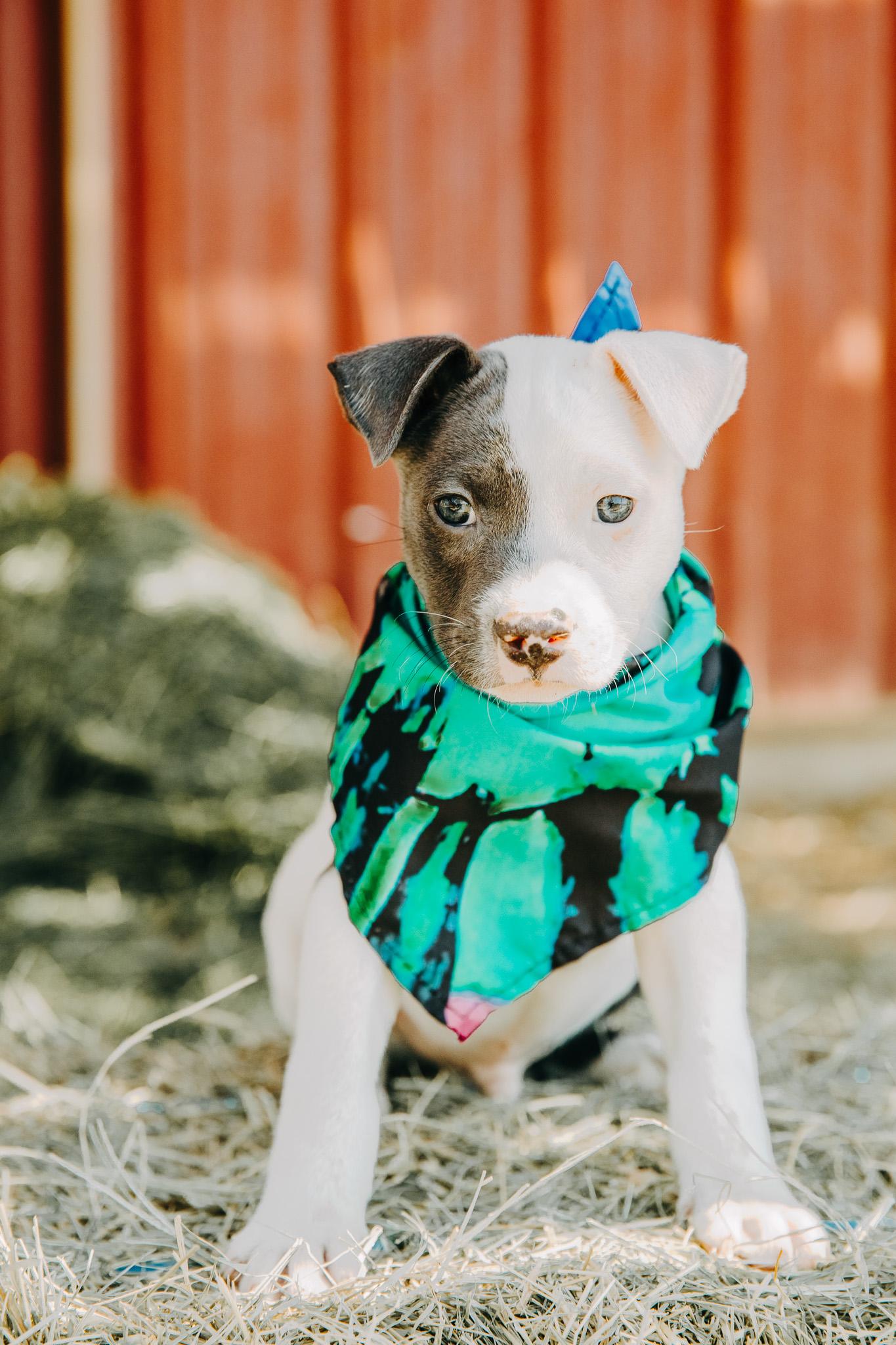 Titus, adopted, Young Male Pit Bull Terrier.