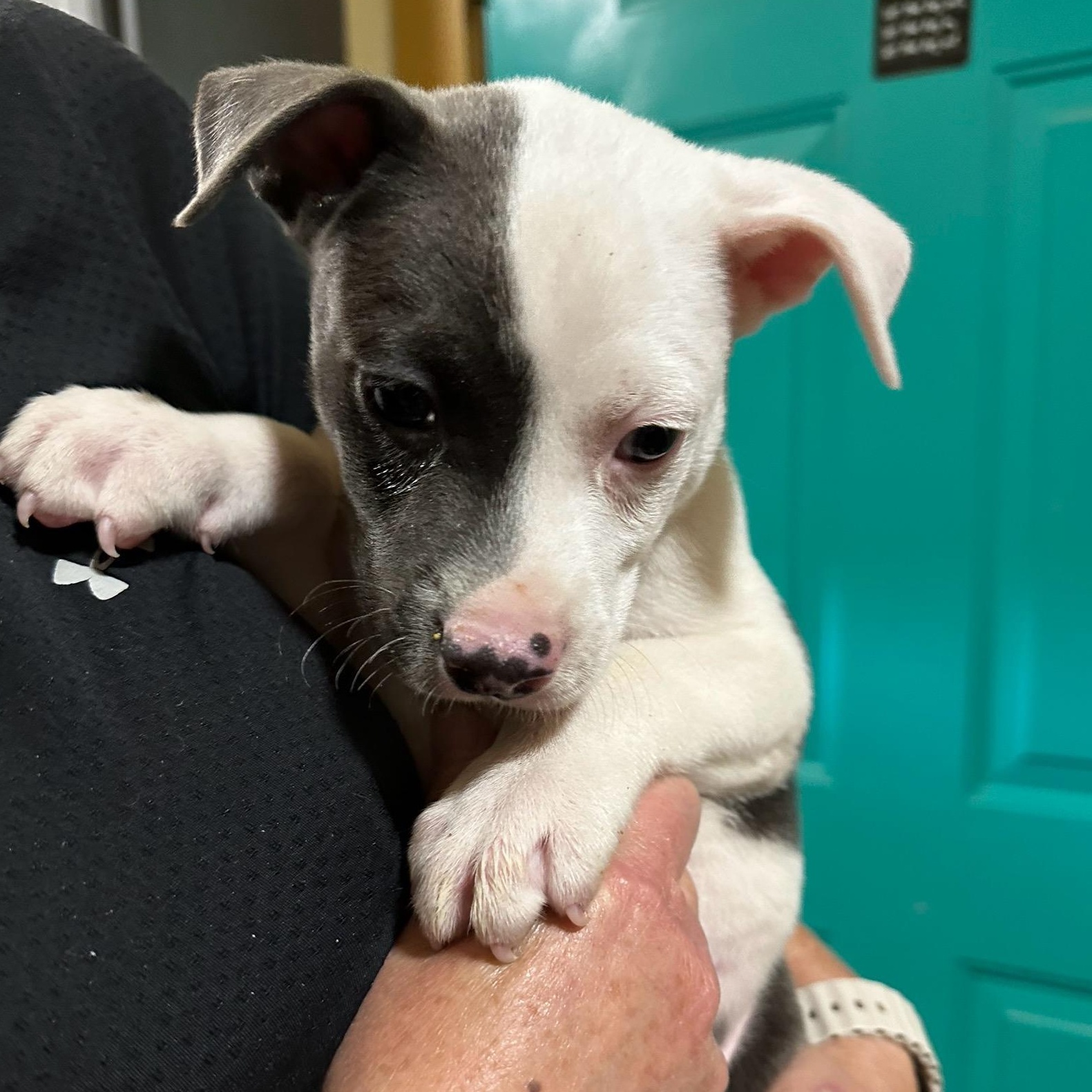 Enlarge Titus, an adopted mixed breed in Seguin, TX image 4/4