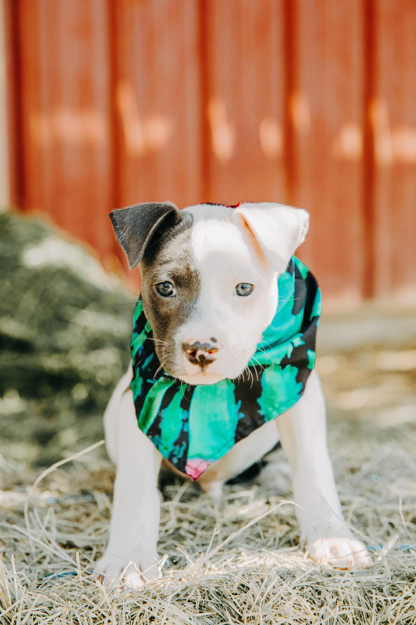 Enlarge Titus, an adopted mixed breed in Seguin, TX image 2/4