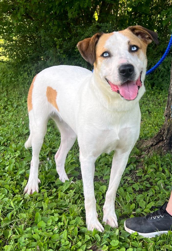 Rain, Adoptable, Young Female Mixed Breed.