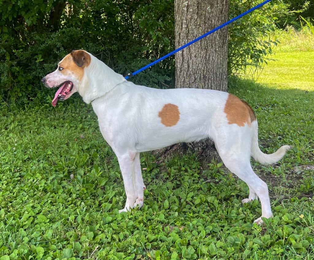 Rain, a Adoptable mixed breed in Murray, KY image 2/3