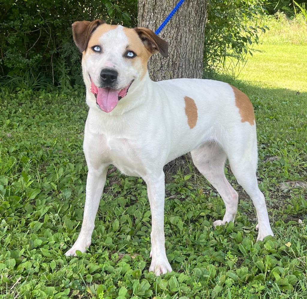 Rain, a Adoptable mixed breed in Murray, KY image 3/3