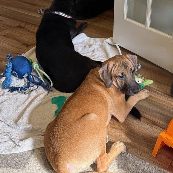 John, Adoptable, Puppy Male Plott Hound & Black Mouth Cur.