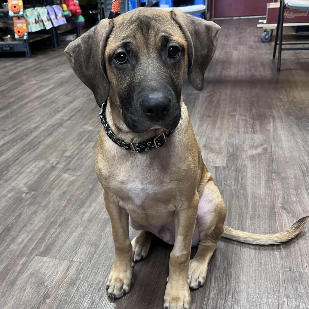 Enlarge John, a Adoptable mixed breed in Mooresville, IN image 2/6