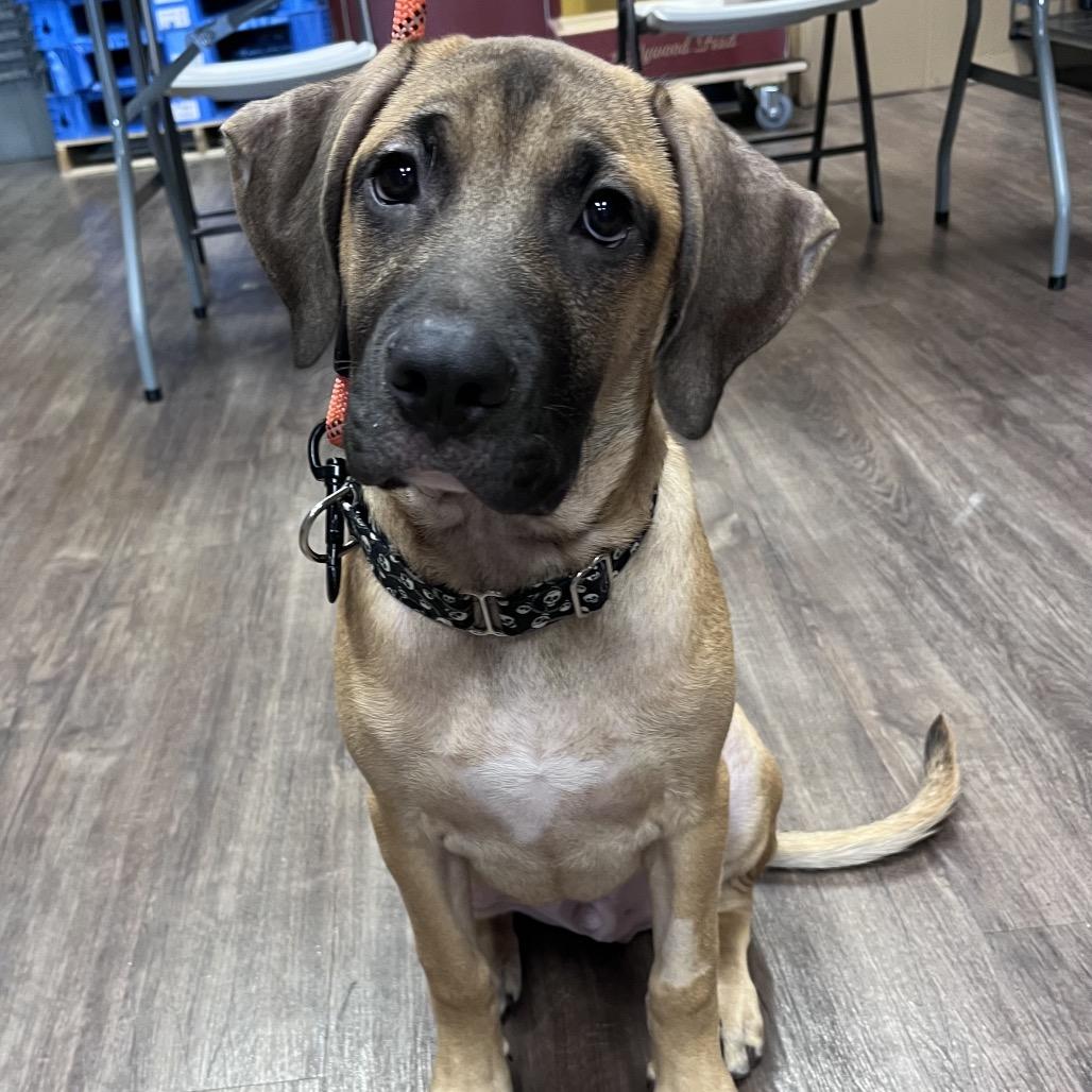 Enlarge John, a Adoptable mixed breed in Mooresville, IN image 3/6