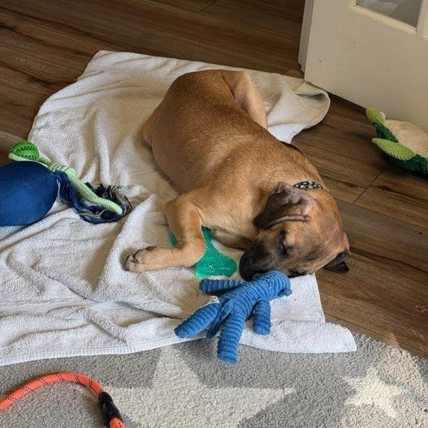 Enlarge John, a Adoptable mixed breed in Mooresville, IN image 4/6