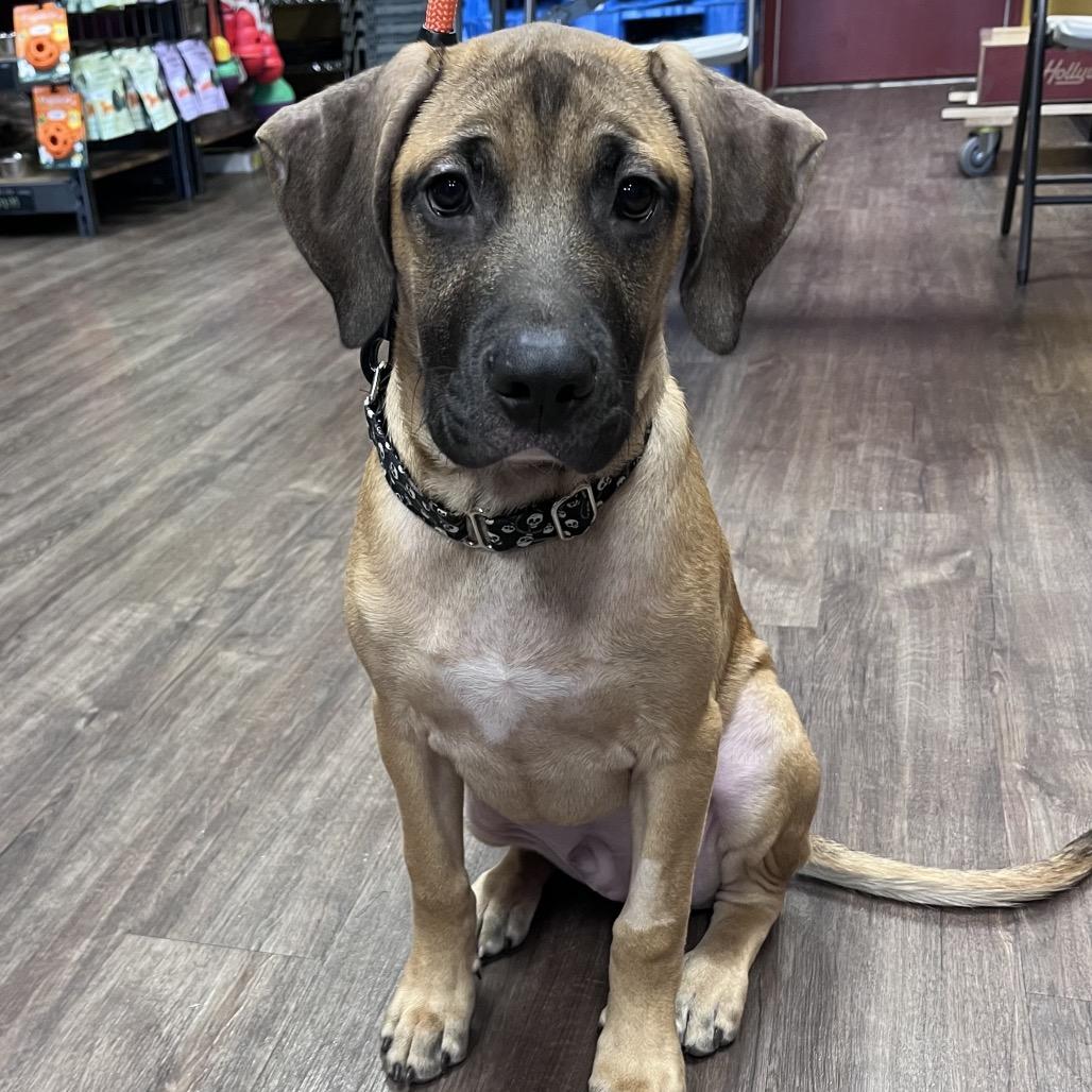 Enlarge John, a Adoptable mixed breed in Mooresville, IN image 6/6