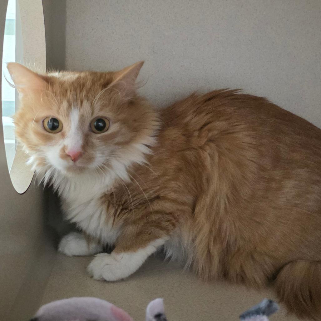 Enlarge Bobbie, a Adoptable Domestic Medium Hair in Great Falls, MT image 1/2