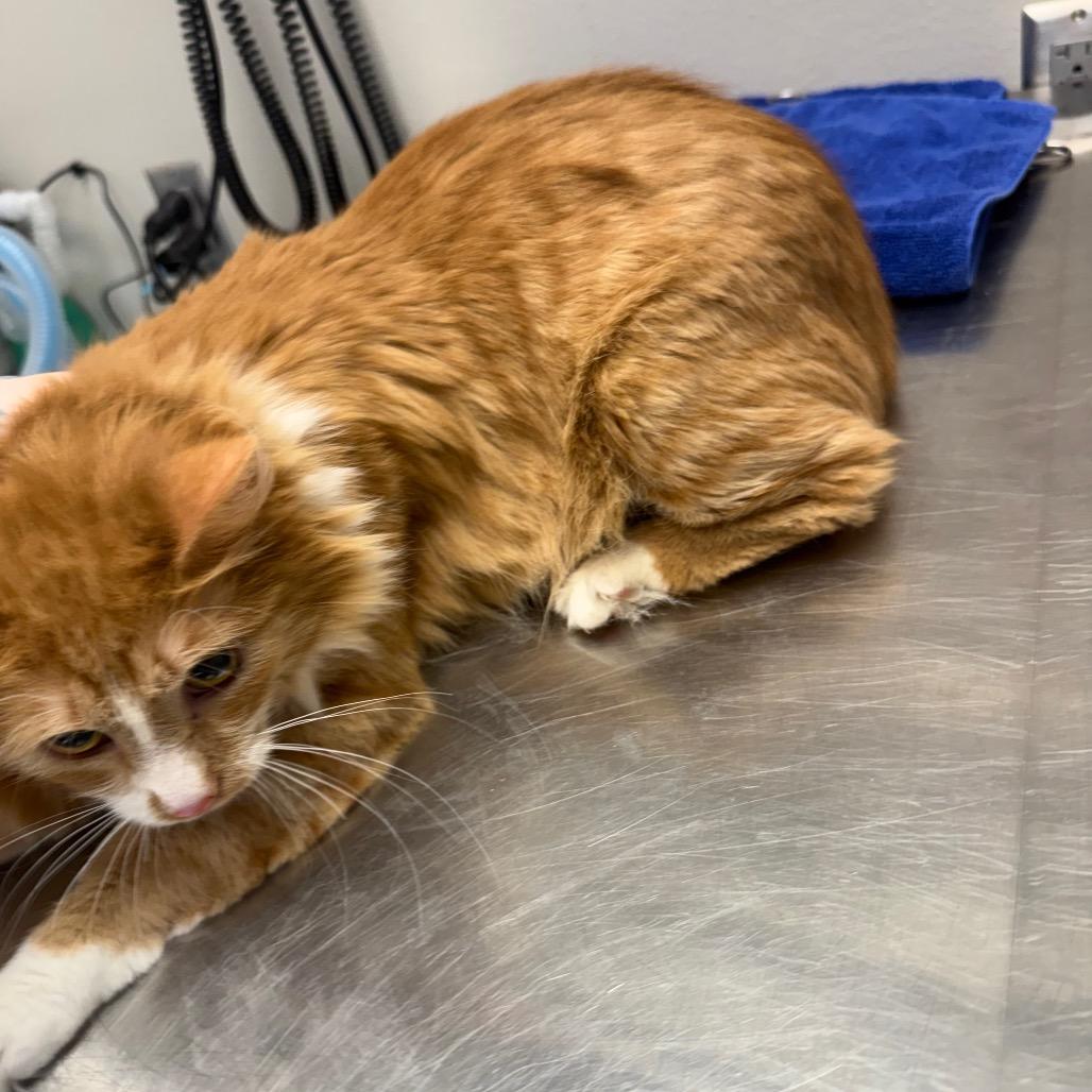 Enlarge Bobbie, a Adoptable Domestic Medium Hair in Great Falls, MT image 2/2