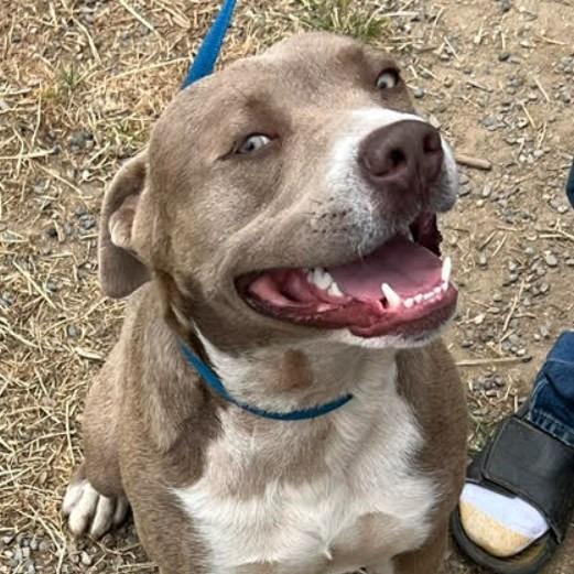 Enlarge Beau, a Adoptable Labrador Retriever in Lompoc, CA image 1/4