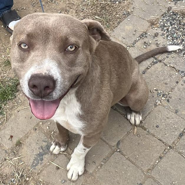 Enlarge Beau, a Adoptable Labrador Retriever in Lompoc, CA image 2/4