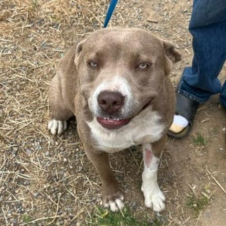 Enlarge Beau, a Adoptable Labrador Retriever in Lompoc, CA image 3/4