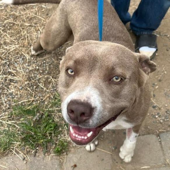 Enlarge Beau, a Adoptable Labrador Retriever in Lompoc, CA image 4/4