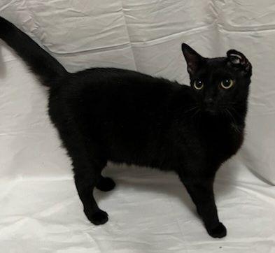 Zeus & Sparta, Adult Male Domestic Short Hair