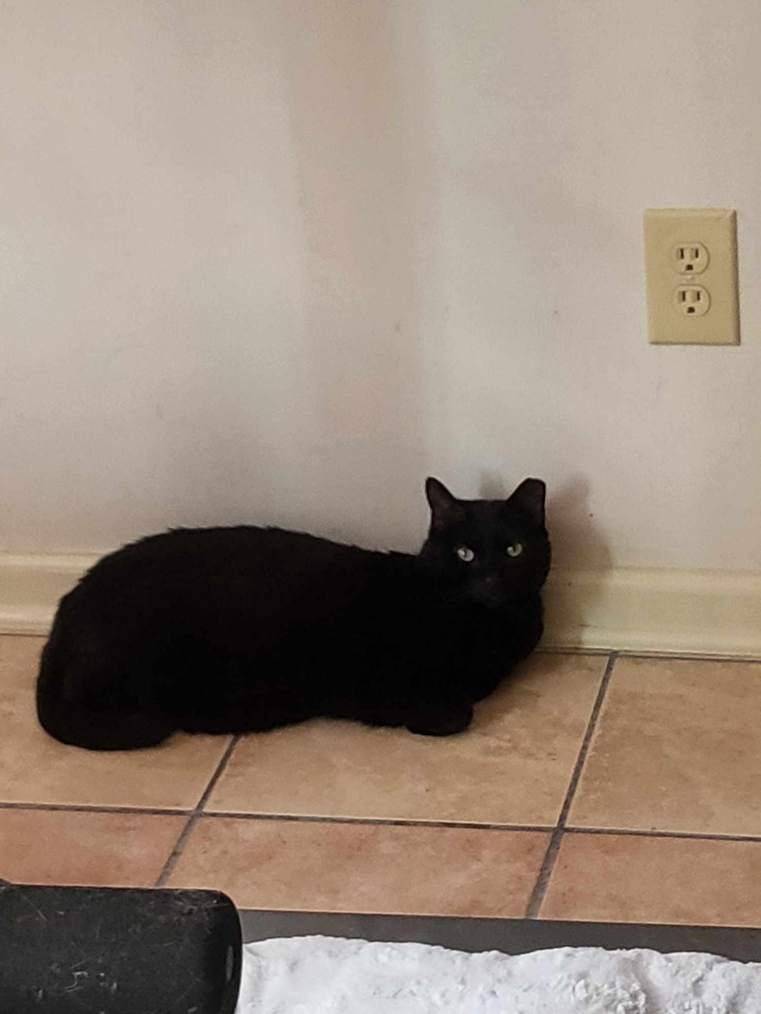 Zeus & Sparta, a Adoptable Domestic Short Hair in Little River, SC image 3/6