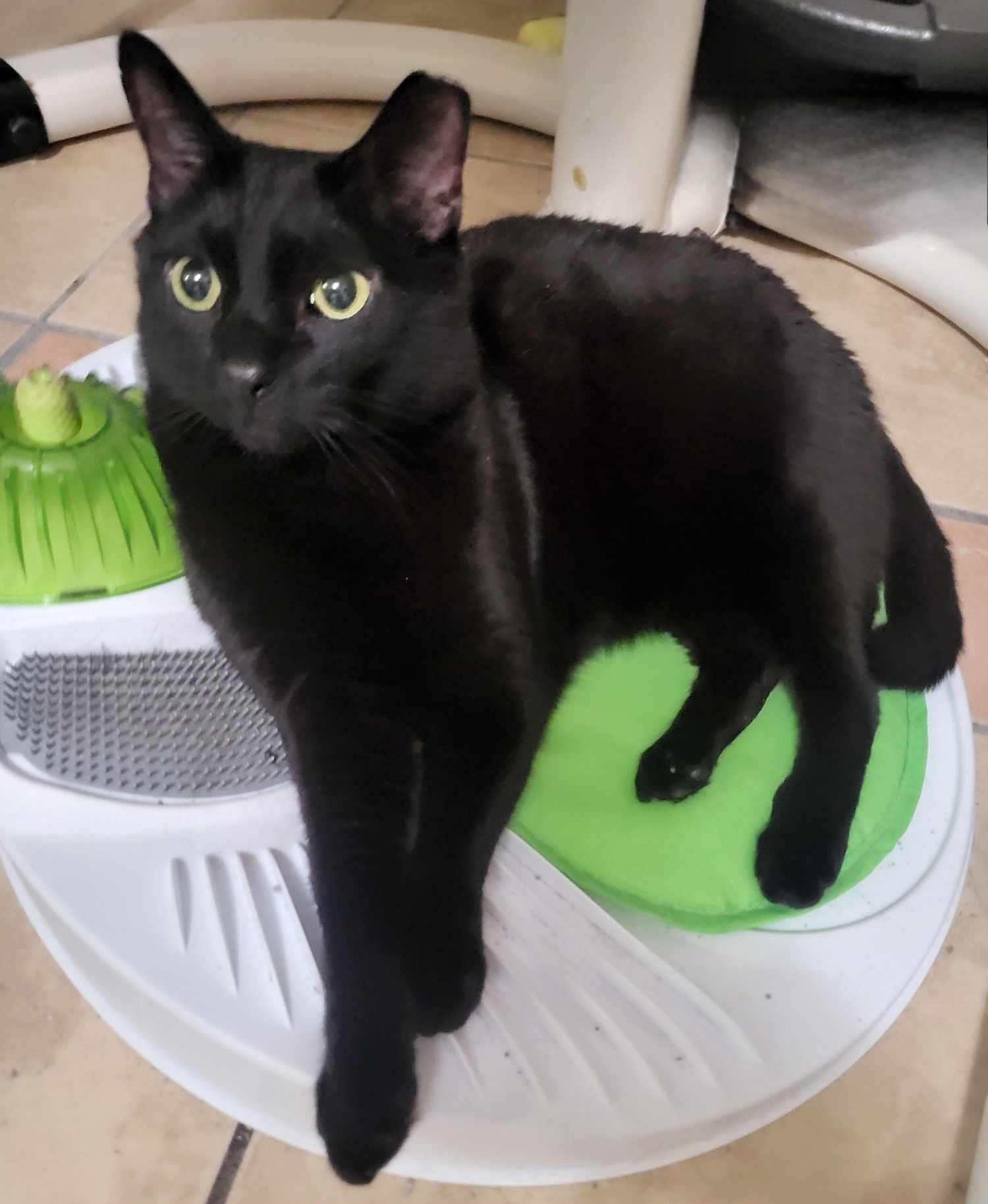 Zeus & Sparta, a Adoptable Domestic Short Hair in Little River, SC image 4/6